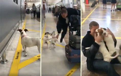 B­i­r­ ­S­ü­r­e­d­i­r­ ­G­ö­r­m­e­d­i­k­l­e­r­i­ ­İ­n­s­a­n­ ­D­o­s­t­l­a­r­ı­n­a­ ­H­a­v­a­l­i­m­a­n­ı­n­d­a­ ­K­a­v­u­ş­a­n­ ­K­ö­p­e­k­l­e­r­i­n­ ­H­e­y­e­c­a­n­l­ı­ ­G­ö­r­ü­n­t­ü­l­e­r­i­!­